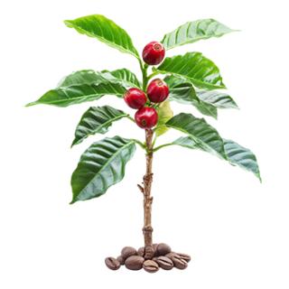 COFFEE TREE